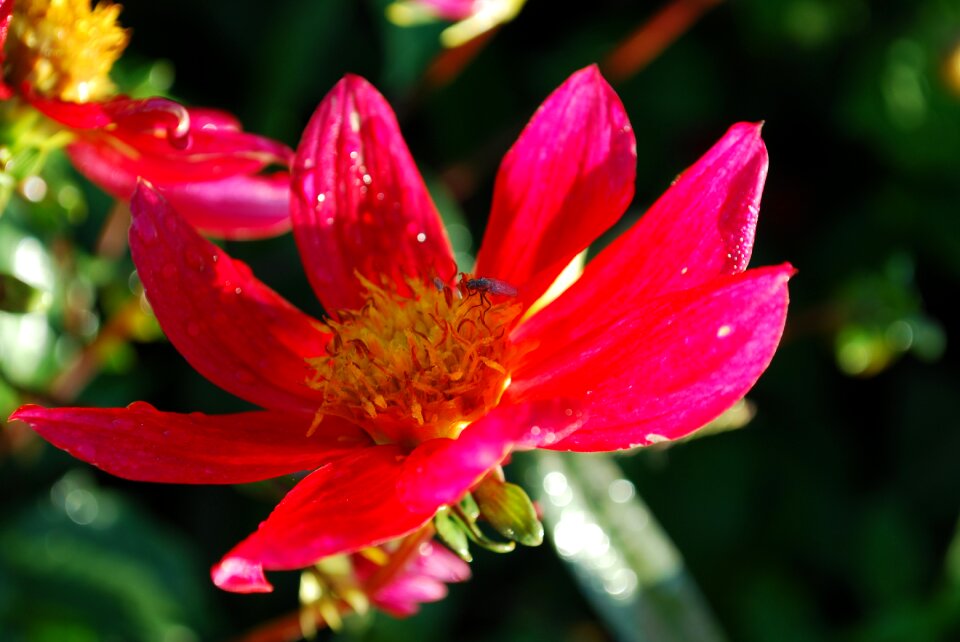 Plant drop of water nature