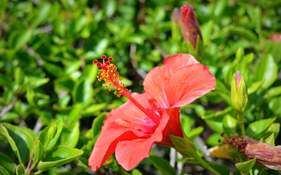 Petals plants colorful flowers