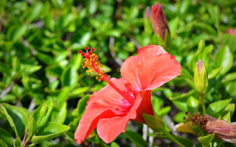 Petals plants colorful flowers