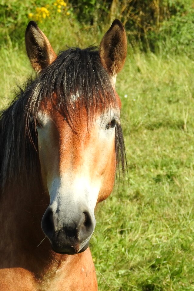 Kaltblut pferdeportrait horse head