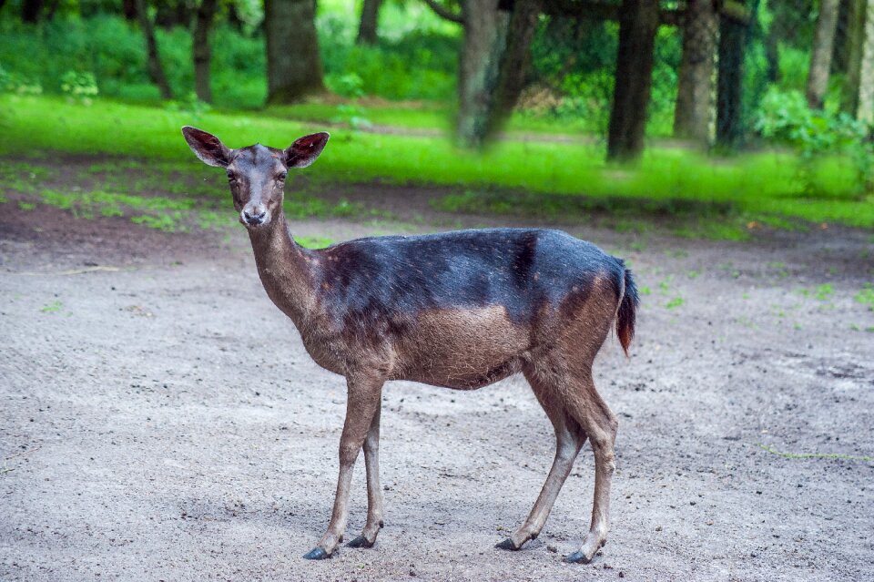 Nature animal world close up