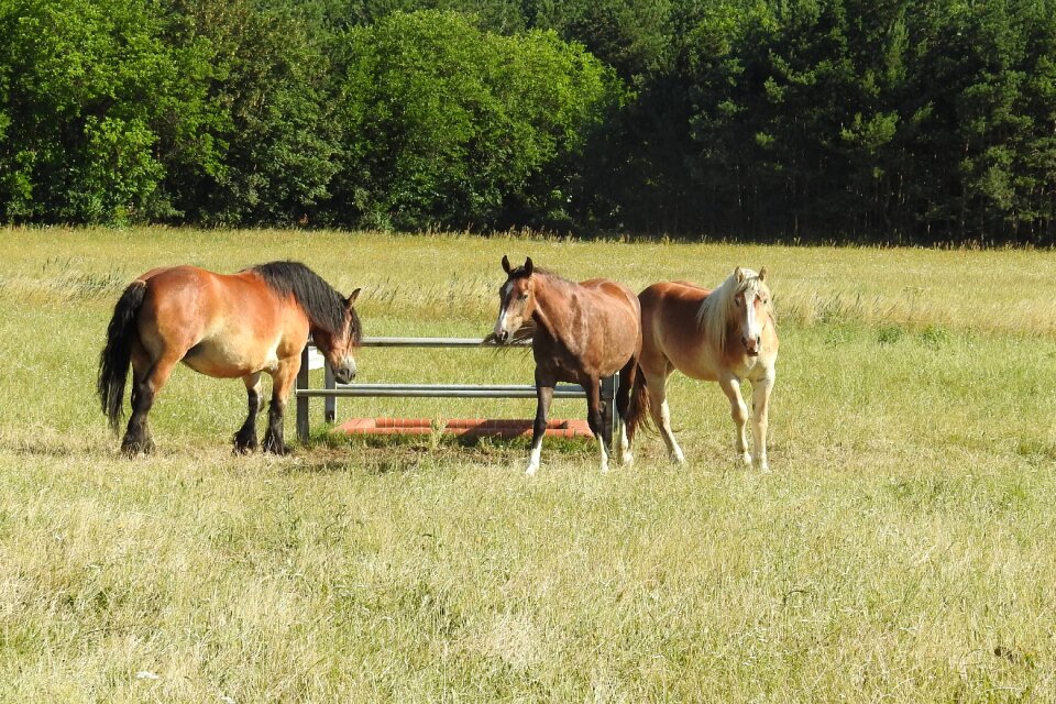 Paddock graze meadow