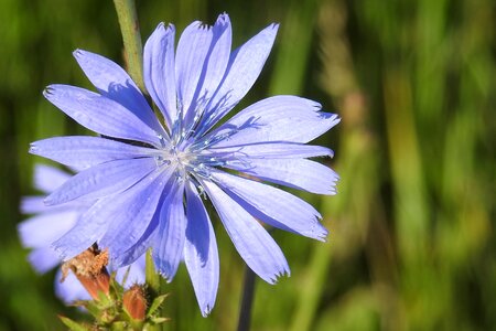 Bloom ordinary chicory nature photo