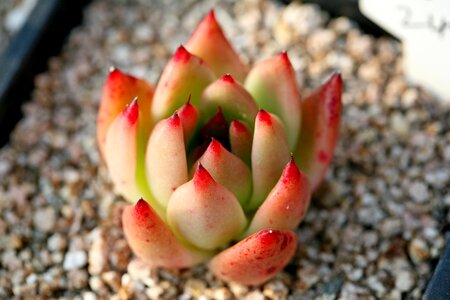 Succulent plant cactus houseleek photo