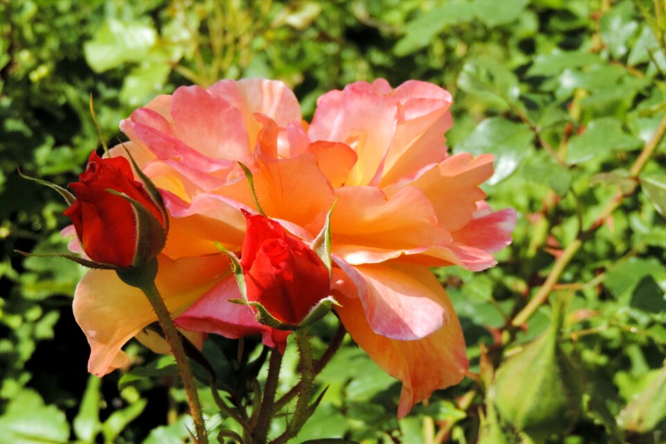 Bloom rose bloom nature