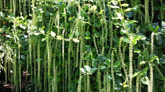 Curtain of flowers botanical garden locarno