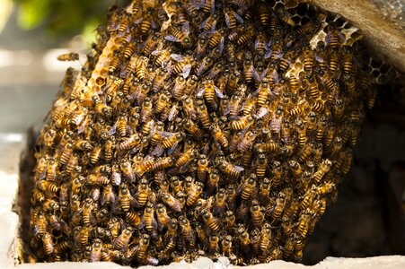 Insect nature beehive photo