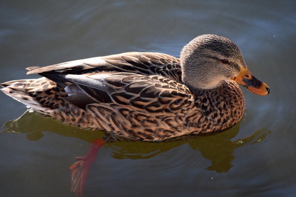 Wildlife nature water