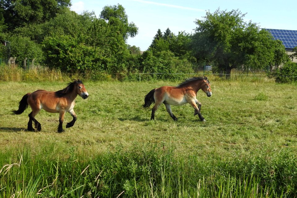 Paddock graze meadow