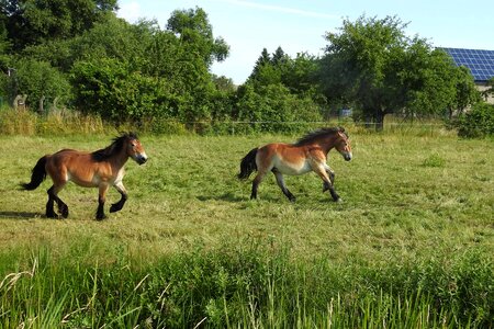 Paddock graze meadow
