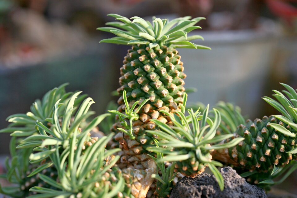 Succulent plant cactus houseleek