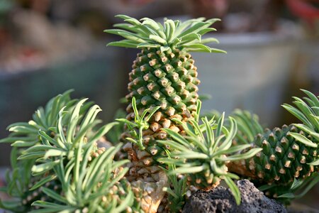 Succulent plant cactus houseleek photo