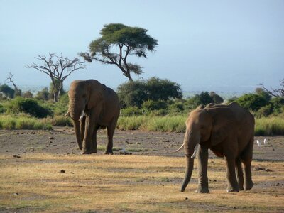 Amboselli savannah nature photo