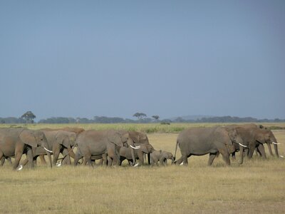 Kenya wildlife african photo