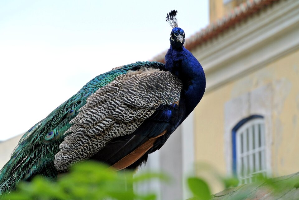 Castle animal life nature