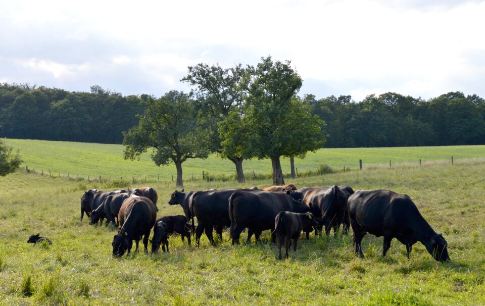 Flock animal husbandry agriculture