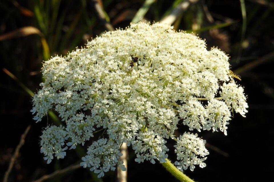 Grassland plants umbelliferae daucus carota