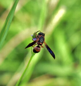 Insect flying insect winged insect photo