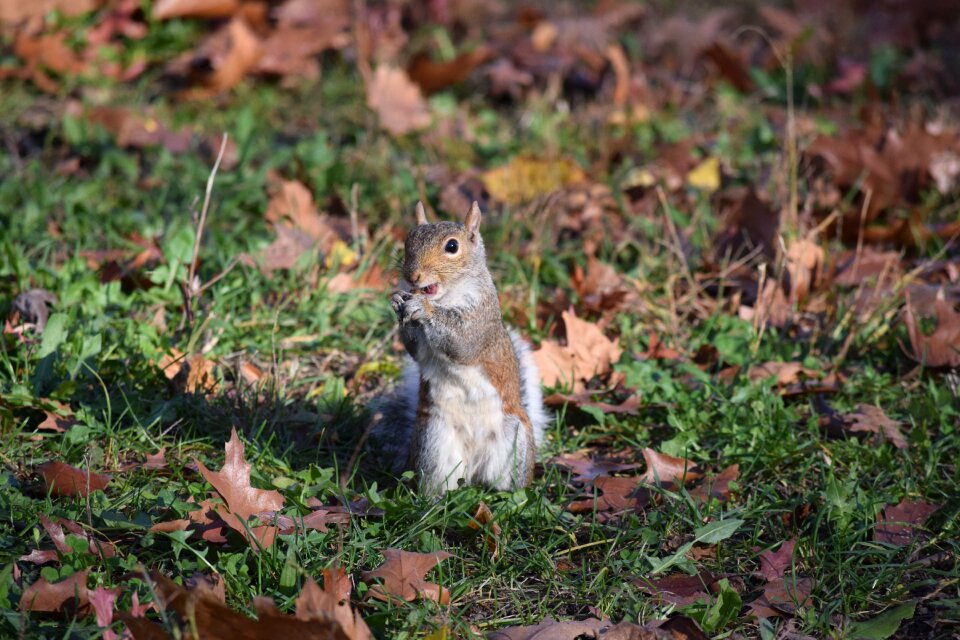 Animal rodent nature