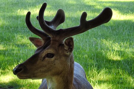 Scheu forest animal wild