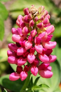 Pink flower garden lion maul