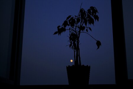 Night sky pot