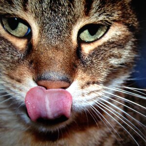 Tongue kitten cat's eyes