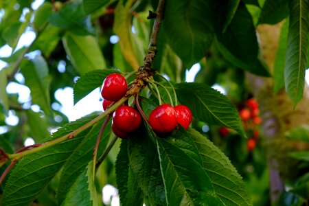 Fruit sweet delicious