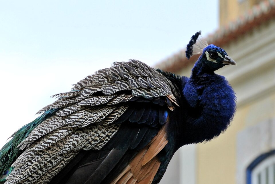 Castle animal life nature
