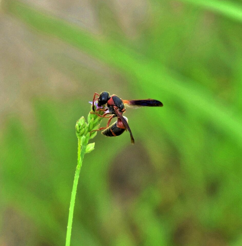 Insect flying insect winged insect