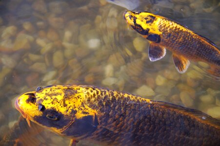 Goldfish koi carp lagoon photo