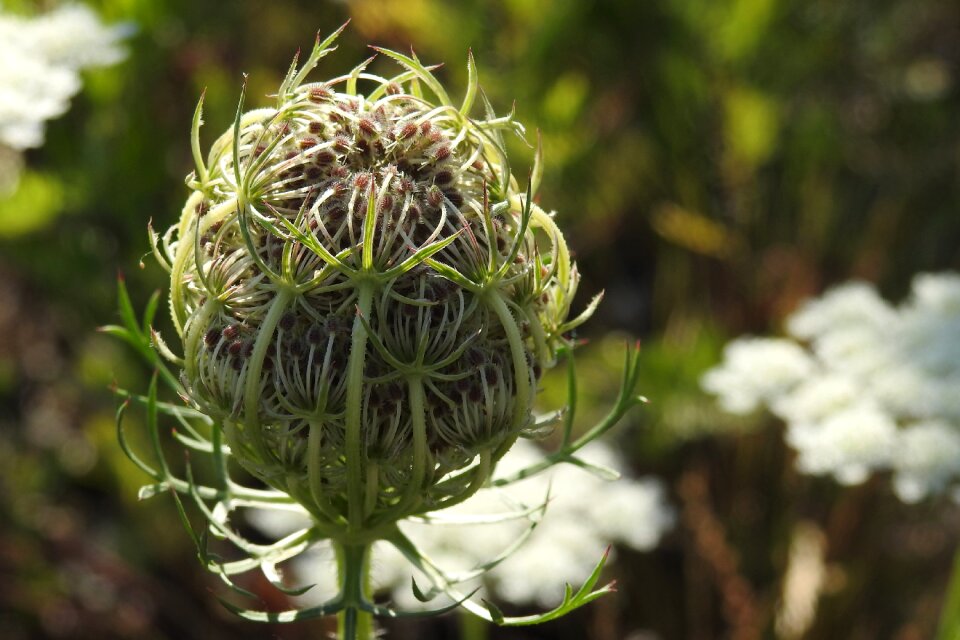 Grassland plants umbelliferae daucus carota