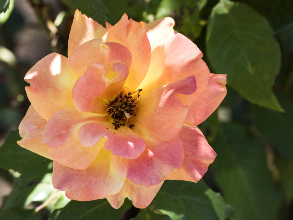 Plant spring floral