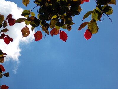 Sky blue leaf coloring