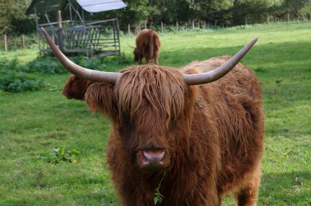 Grassland green brown photo