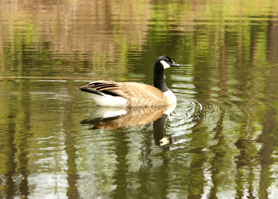 Animal nature water