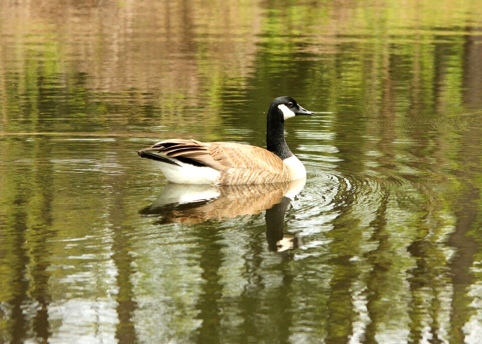 Animal nature water photo