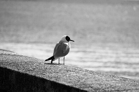 Animal black and white wild nature