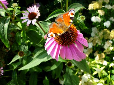 Peacock butterfly animal