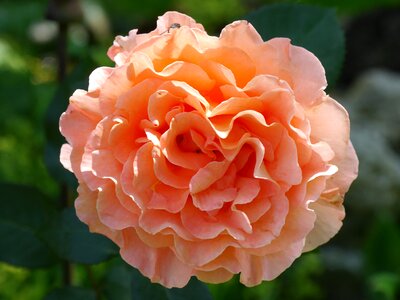 Rose salmon background