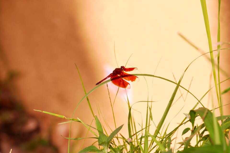 Natural warm animal