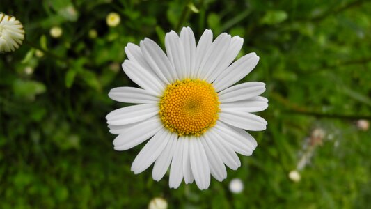 Flower flowers meadow margerite photo