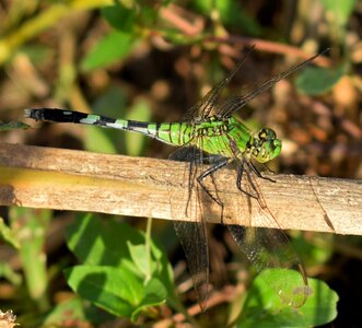 Eastern pondhawk insect winged insect