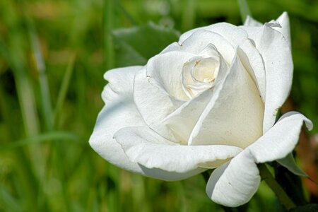 Flower fragrance beautiful