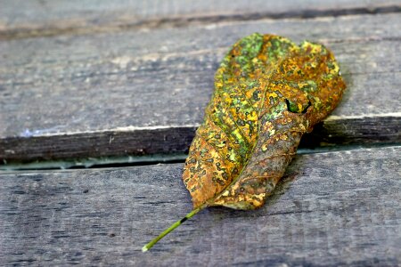 Walnut large leaf mosaic photo