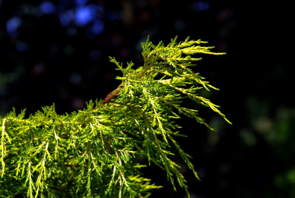 The background pine coniferous