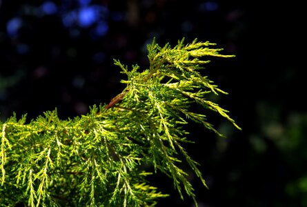 The background pine coniferous