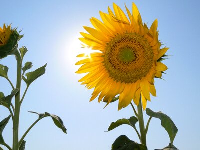 Sky sunshine yellow