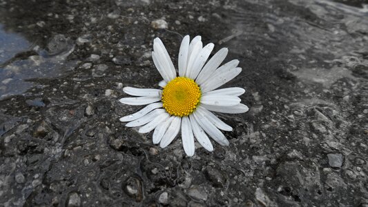 Daisy flower bila photo