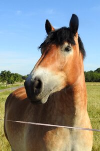 Kaltblut pferdeportrait horse head